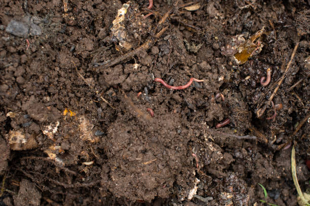 istock Earthworms in Fertile Soil Closeup 2166977285