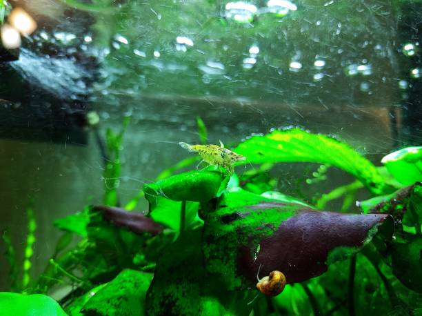 istock Amano shrimp in the aquarium 2166978155