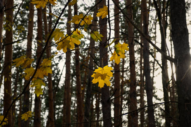 Yellow maple leaves in close-up. Leaves illuminated by the bright sun. Warm autumn background for the design. The concept of golden autumn beautiful atmospheric landscapes. Leaves on trees in the park