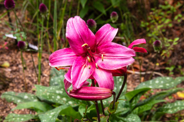 istock Red daylily flower 2166980292