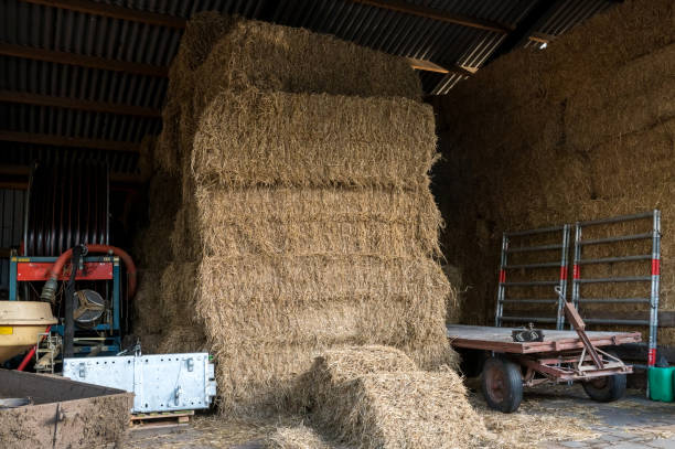 istock Stacked Hay Bales in a Farm Shed 2166981279