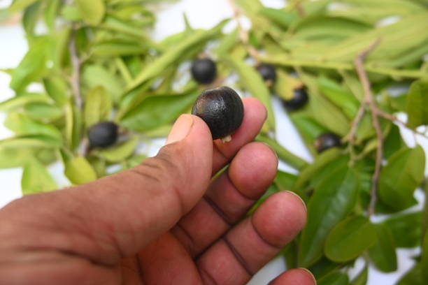istock Alangium salvifolium or sage leaved alangium tree fruit. 2166982266