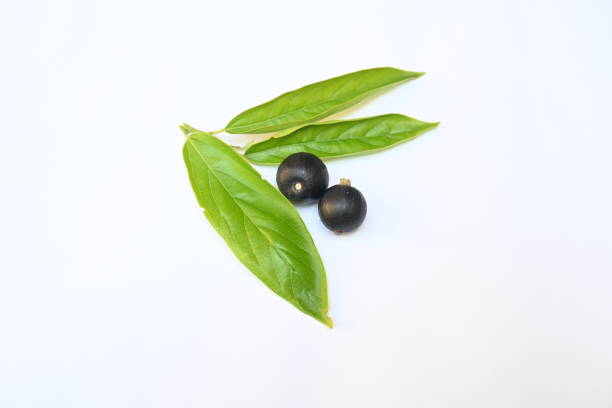 istock Alangium salvifolium or sage leaved alangium tree fruit. 2166982421