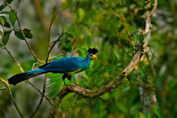 Great Blue Turaco in Uganda, Africa