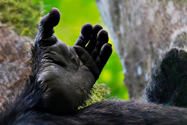 Hand of chimpanzee lying down on the tree in Uganda, Africa