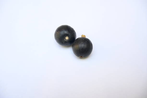 Alangium salvifolium or sage leaved alangium tree fruit. It is is a flowering plant in the Cornaceae family. wildfruit on white background.
