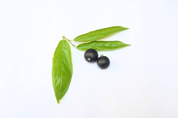 istock Alangium salvifolium or sage leaved alangium tree fruit. 2166982469