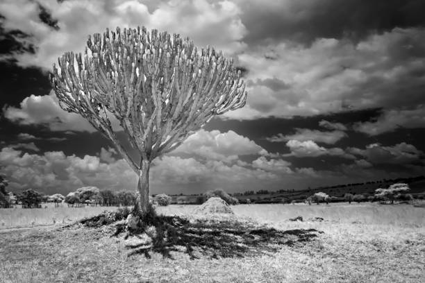 Dark clouds tower over the savannah and a single acacia tree in the Masai Mara Game Reserve.