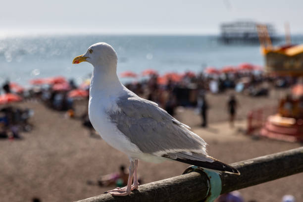 Fledgling Seagull looking out to sea