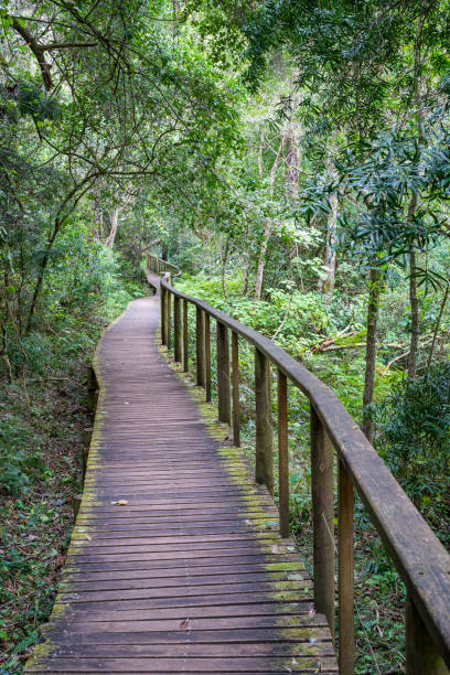 istock A quiet forest walk in Wilderness South Africa 2166986350