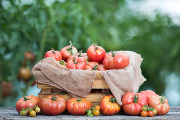 istock Vegetables, tomatoes on wooden desk 2166987818