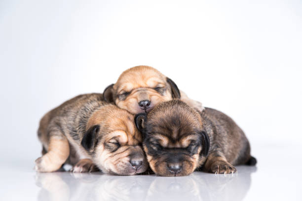 istock A small dogs, sleep on a white background 2166988629