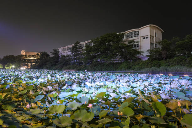 Illuminated Senshu Park at night