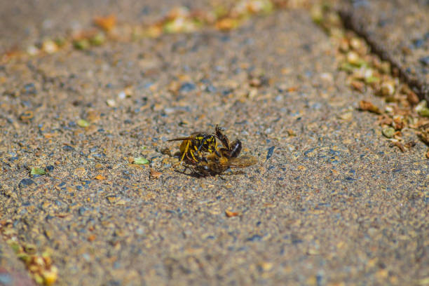 istock Carnivorous wasp, small black fly smelled, found dead worker bee and are about to eat it. Insects that process corpses of animals, insects, fish and other organisms into simple compounds, scavengers 2166989247