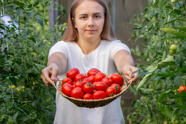 istock a woman holds fresh ripe tomatoes in her hands. Selective focus 2166989428
