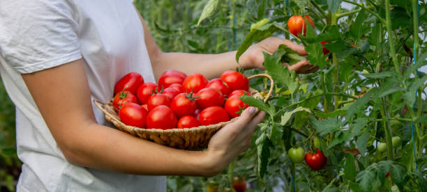 istock a woman holds fresh ripe tomatoes in her hands. Selective focus 2166989434
