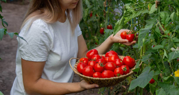 istock a woman holds fresh ripe tomatoes in her hands. Selective focus 2166989438
