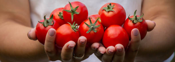 istock a woman holds fresh ripe tomatoes in her hands. Selective focus 2166989439
