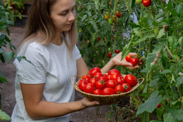 istock a woman holds fresh ripe tomatoes in her hands. Selective focus 2166989440