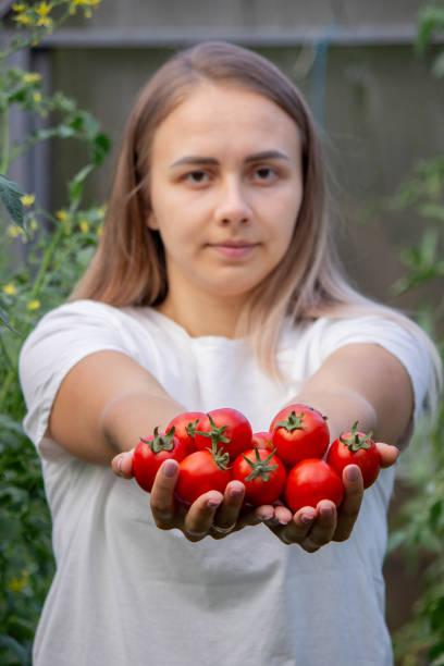 istock a woman holds fresh ripe tomatoes in her hands. Selective focus 2166989448
