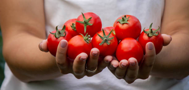 istock a woman holds fresh ripe tomatoes in her hands. Selective focus 2166989453