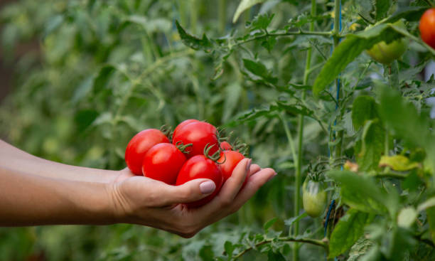 istock a woman holds fresh ripe tomatoes in her hands. Selective focus 2166989457