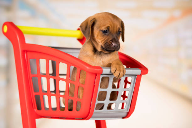 istock Dog in a shopping cart 2166990942