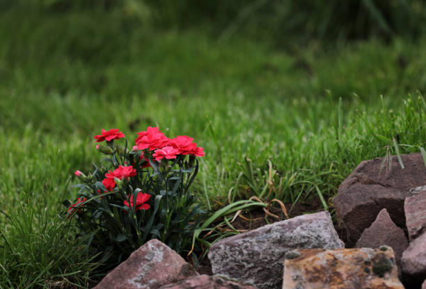 Blooming carnation in a garden