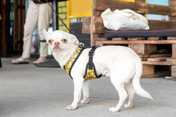 istock White Chihuahua with a yellow harness standing on a sidewalk. 2166991166