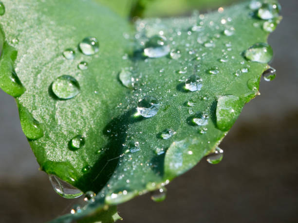 istock Water droplets on the leaves 2166991174