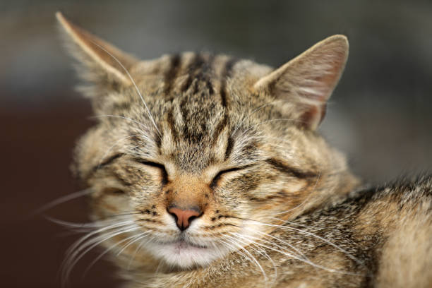 istock Gray tabby cat sleeping in the garden 2166991212