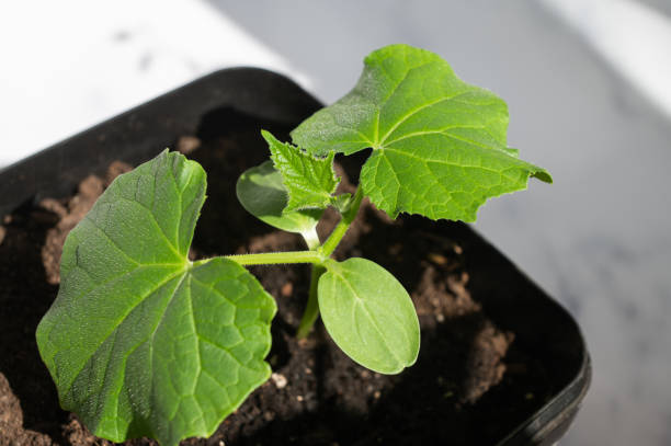 istock Fresh Young Cucumber Seedling Growing in Pot 2166991216