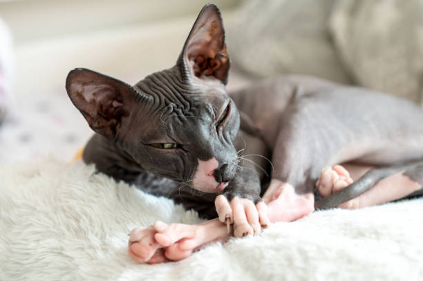istock Relaxed Sphynx Cat Lounging on Soft Bed 2166991244