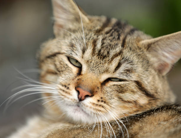 istock Gray tabby cat sleeping in the garden 2166991414