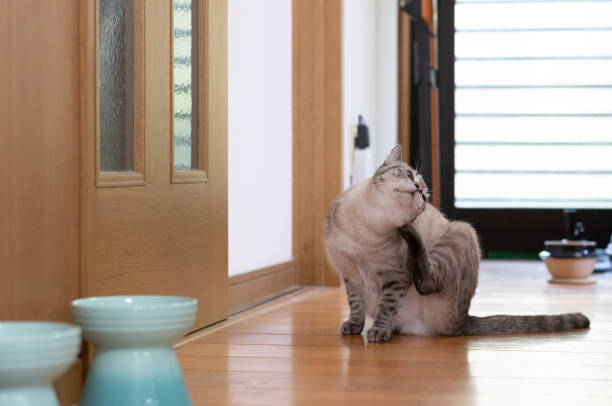 istock A cute cat scratches its body with its hind legs 2166991742