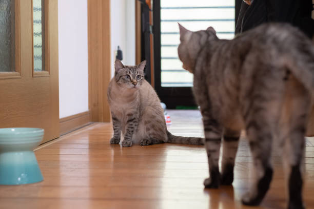 istock Two cats looking at each other 2166991980