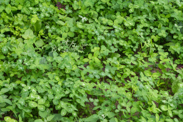 istock Lush Green Garden: A Tapestry of Fresh Leaves in Spring 2166993897