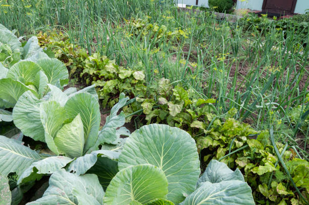istock Organic Vegetable Garden with Diverse Plants 2166993940