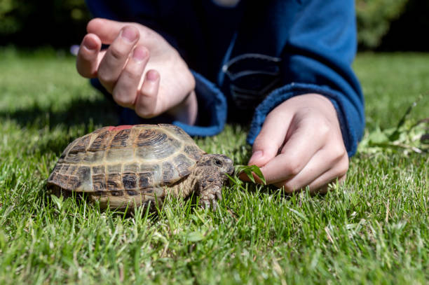 istock A child feeds a domestic turtle walking outdoors in the grass 2166996339