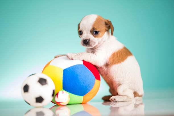 Portrait of the puppy dog