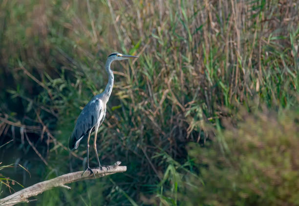 istock grey heron standing in nature park in Israel 2166997912