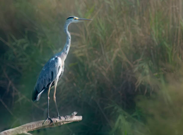 istock grey heron standing in nature park in Israel 2166997921