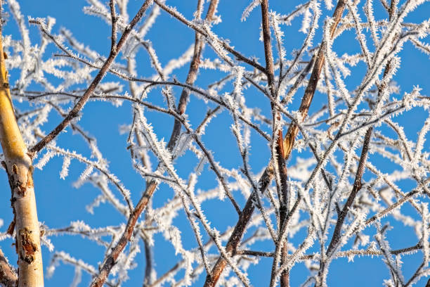 Snowembrased Tree, in winter clothing creating a fascinating graphic pattern
