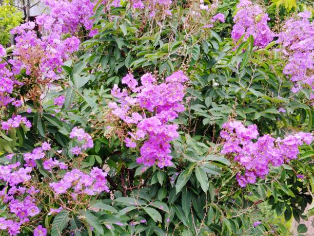 Purple lagerstroemia Flowers Blooming in The Garden