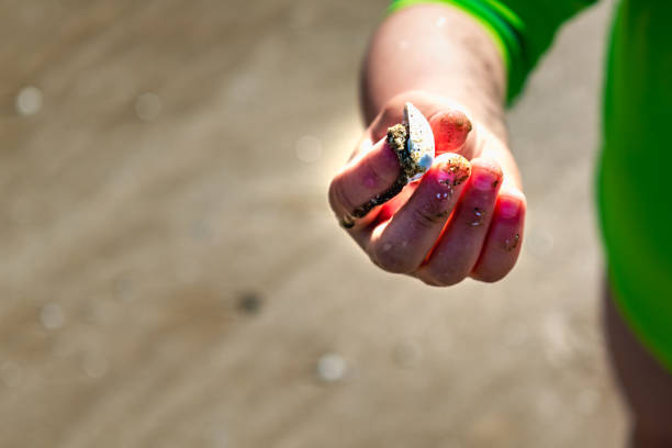Child at sea playing with shells, sand and water