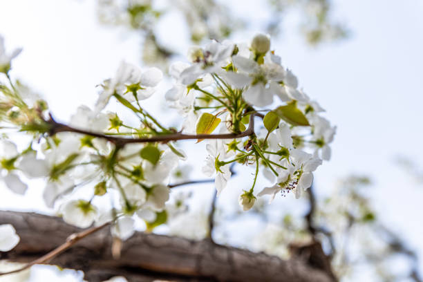 Close-up of a blossoming pear tree branch with delicate white flowers and green leaves against a blurred background