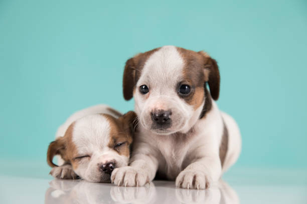 Portrait of the puppy dogs