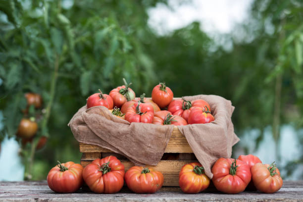 istock Vegetables, Tomatoes,  on desk in garden 2167001920