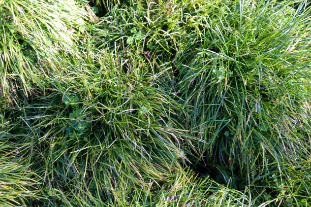 istock native grasses used in australian landscaping 2167002821