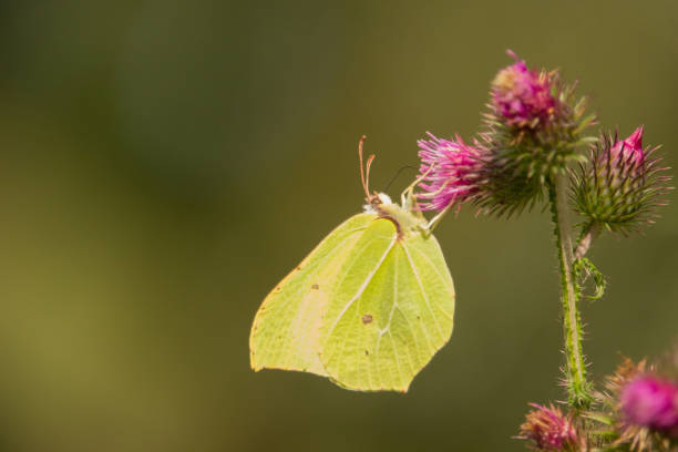 istock a brimstone butterfly gonepteryx rhamni 2167004225